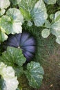 dark green pumpkin on bed in garden.