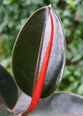 Dark green and red leaf of Ficus Burgundy Rubber plant Royalty Free Stock Photo
