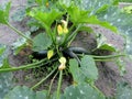 Green zucchinis with yellow flowers in garden Royalty Free Stock Photo