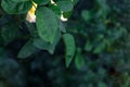 Dark green rose leaves in the garden. Selective focus. Blurred nature background texture Royalty Free Stock Photo