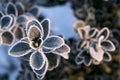 Dark green round leaves in frost. Early winter morning. Branch covered with frost. Winter. Frosty plants in early morning. Fresh Royalty Free Stock Photo