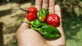 Dark Green Scotch bonnet Peppers red and green on hand