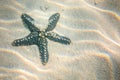 Dark green starfish resting on the bottom of Indian Ocean Royalty Free Stock Photo