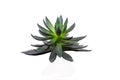 Dark green succulent isolated on white background