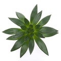 Dark green succulent plant. Houseplant. Square frame