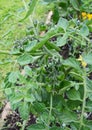 Dark green tomatoes growing on a cherry tomato plant Royalty Free Stock Photo