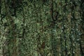 Dark green tree bark texture for background. Beautiful green wallpaper. Moss on the bark of a tree. Oak in the forest covered with Royalty Free Stock Photo