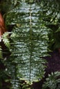 Dark green tropical fern leaves after rain