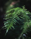 Dark green tropical leaf plant texture closeup