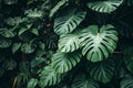 Dark Green Tropical Leaf Texture Background Royalty Free Stock Photo