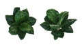 Dark green variegated leaves pattern of foliage plant Dieffenbachia or Dumb cane, popular indoor garden tropical potted houseplant