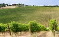 Vineyards flourish in Monte di Sotto of Chianti, Tuscany, Italy Royalty Free Stock Photo