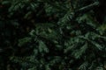 Dark green volumetric small needles on branches of a coniferous Siberian tree in forest in sun light