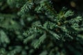 Dark green volumetric small needles on branches of a coniferous Siberian tree in forest in sun light. Macro