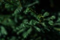 Dark green volumetric small needles on branches of coniferous Siberian tree i forest in sun light. Macro