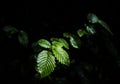 Dark green wet foliage, leafs on branch, close up, selective focus, low key, dark background Royalty Free Stock Photo