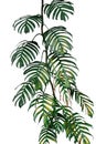 Dark green yellow leaves of native Monstera philodendron plant g