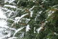 Dark green yew branches with immature cones covered with snow