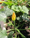 Green zucchini with yellow flower in garden Royalty Free Stock Photo