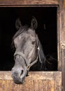Dark grey Arabian horse in his wooden stable box - detail on head only Royalty Free Stock Photo