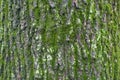 Dark grey bark of black poplar tree covered with moss and lichen Royalty Free Stock Photo