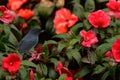 Dark grey bird Slaty Flower-piercer, Diglossa plumbea, in red flowered bloom, Savegre, Costa Rica Royalty Free Stock Photo