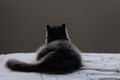 A dark grey cat sitting on a bed facing a wall Royalty Free Stock Photo