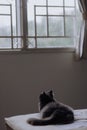 a dark grey cat sitting on a bed looking out a window in a room Royalty Free Stock Photo