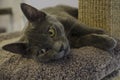 A grey cat lays on a shelf of her cat tree