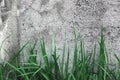 Dark Grey Coarse Concrete Stone Wall Texture, Green Grass, Horizontal Macro Closeup Old Aged Weathered Detailed Natural Gray