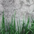 Dark Grey Coarse Concrete Stone Wall Texture, Green Grass, Horizontal Macro Closeup Old Aged Weathered Detailed Natural Gray