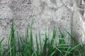 Dark Grey Coarse Concrete Stone Wall Texture, Green Grass, Horizontal Macro Closeup Old Aged Weathered Detailed Natural Rustic