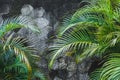 Dark grey concrete stone wall background with green tropical palm leaves Royalty Free Stock Photo