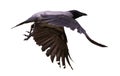 Dark grey crow with large black wings Royalty Free Stock Photo