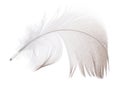 Dark grey feather curl on white Royalty Free Stock Photo