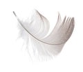 Dark grey feather curl isolated on white Royalty Free Stock Photo