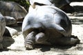 A Dark Grey Giant Tortoise Resting Basking Under The Sun