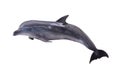 Dark grey isolated dolphin Royalty Free Stock Photo