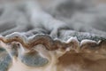 Dark Grey Mold Fungus growing