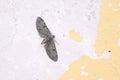 Dark grey moth