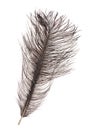 Dark grey ostrich feather isolated on white Royalty Free Stock Photo