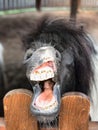 The dark grey pony shows its mouth, dirty teeth and tongue. Ponnie smiles Royalty Free Stock Photo