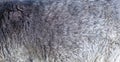 Dark grey short sheep wool, sheepskin material closeup, fleece simple abstract real natural eco gray background texture, backdrop