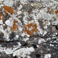 Dark Grey Surface Covered with Colorful Lichen Royalty Free Stock Photo