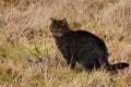 Dark grey tabby cat in the high dry grass on the field. Wild animal on the hunt, catch your own food