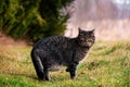 Dark grey tabby cat in the high dry grass on the field. Wild animal on the hunt, catch your own food.