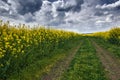 Dark ground road in rapeseed yellow flower field, spring landscape with moody sky Royalty Free Stock Photo