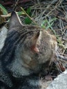 Dark-haired striped wild cat lying in the grass