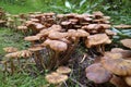 The dark Hallimasch, Armillaria ostoyae, Waldviertel, Austria Royalty Free Stock Photo