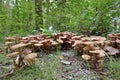 The dark Hallimasch, Armillaria ostoyae, Waldviertel, Austria Royalty Free Stock Photo